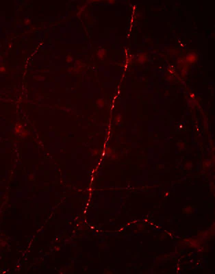 Anti-Synapsin I (Ser9) Antibody