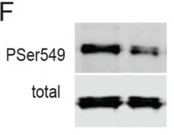 Anti-Synapsin (Ser549) Antibody - Image 3