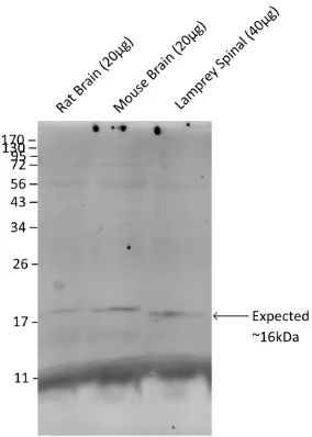 Anti-Synaptobrevin (VAMP) Antibody - Image 2