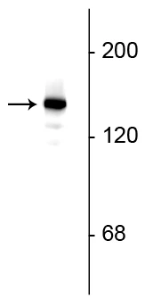 Anti-Synaptojanin 1 Antibody