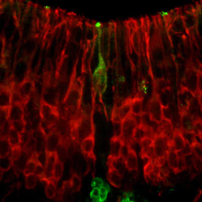 Anti-Synaptotagmin-1 Antibody