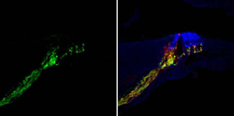 Anti-Synaptotagmin-1 Antibody - Image 2