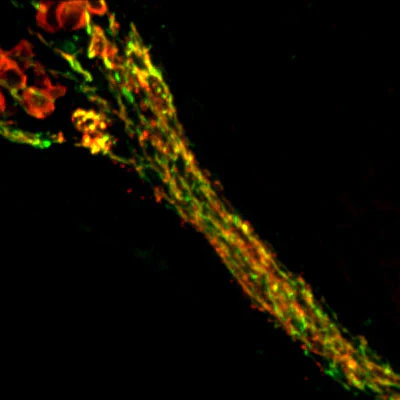 Anti-Synaptotagmin-1 Antibody - Image 3