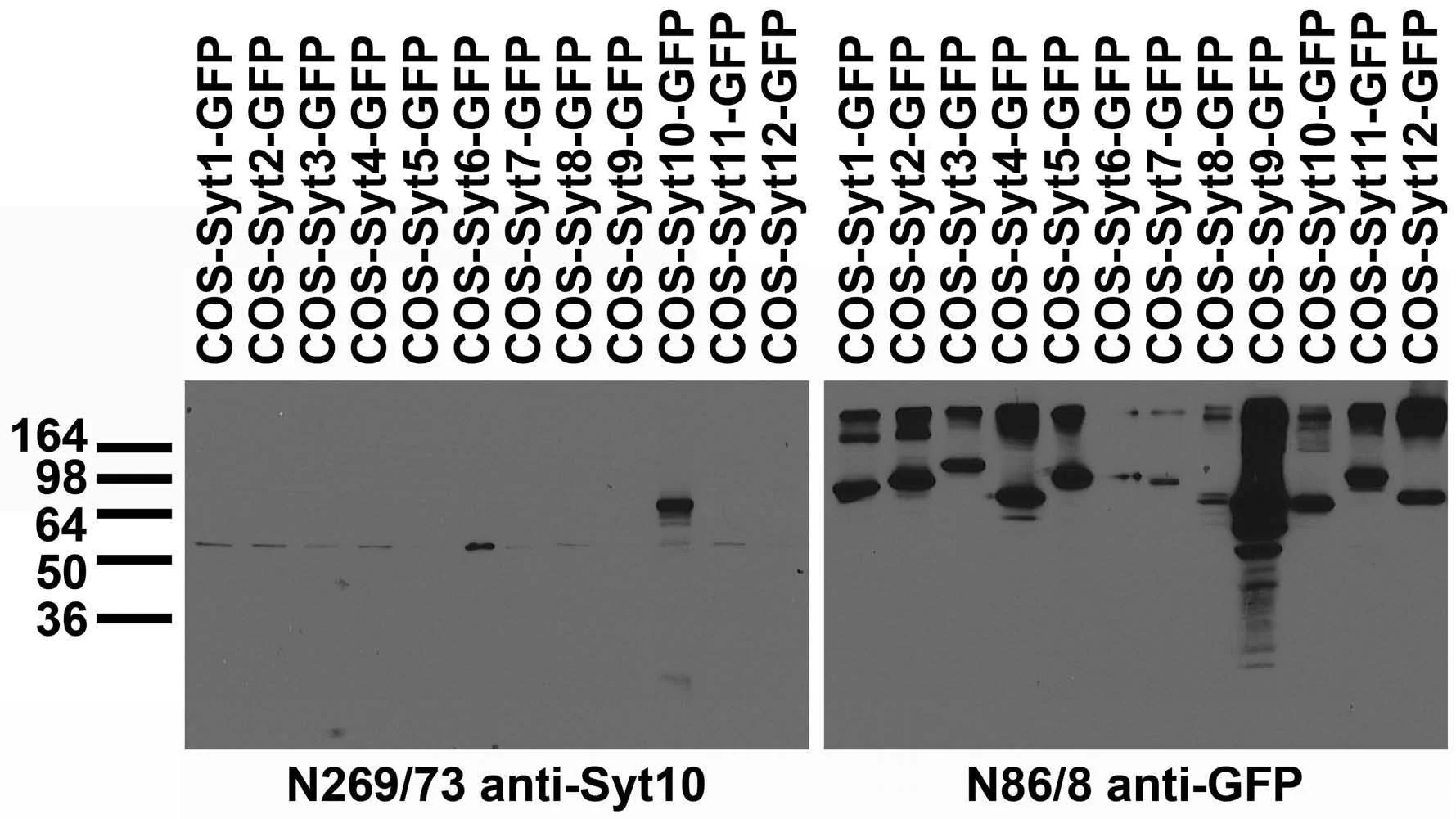 Anti-Synaptotagmin-10 Antibody