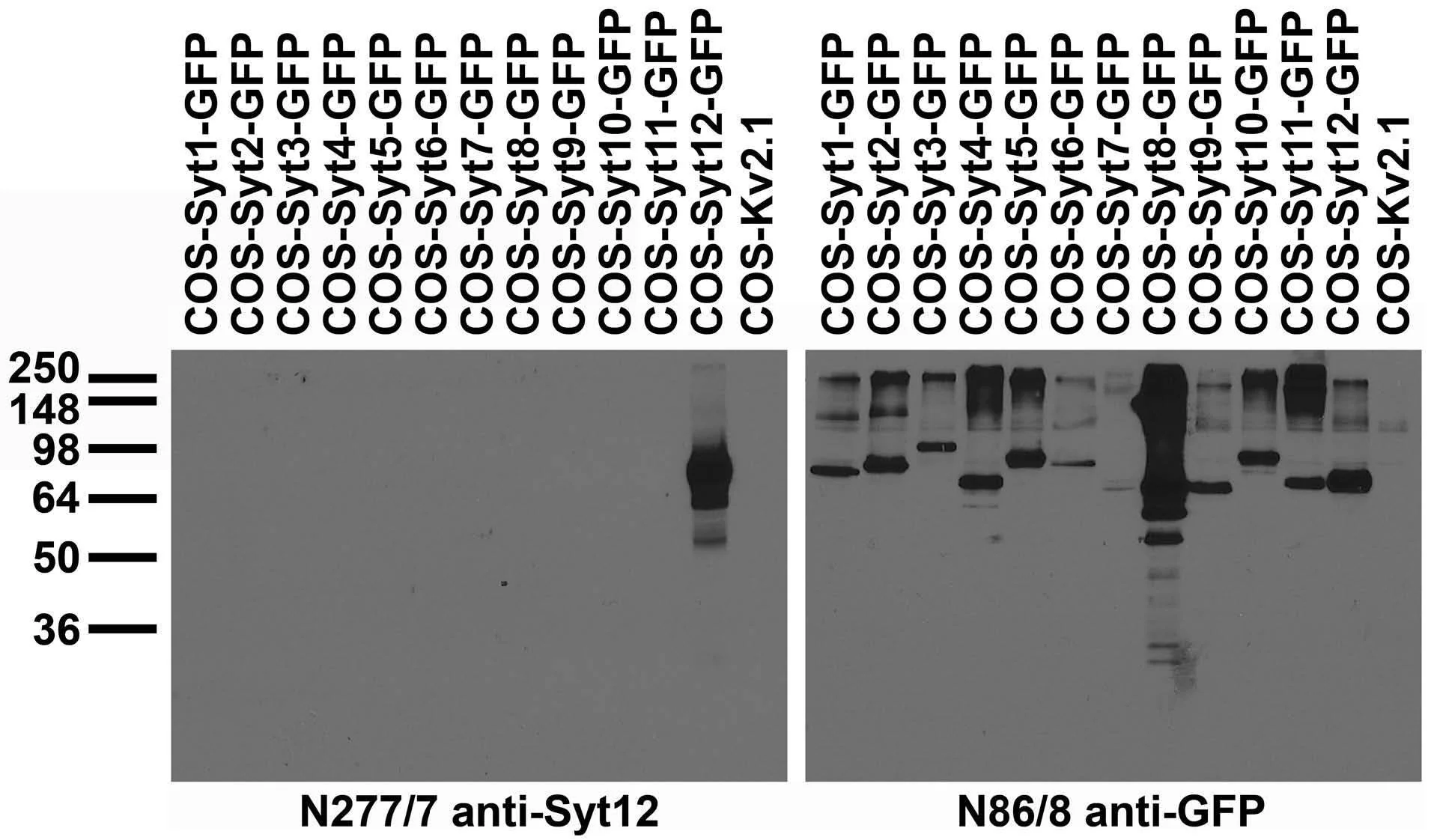 Anti-Synaptotagmin-12 Antibody