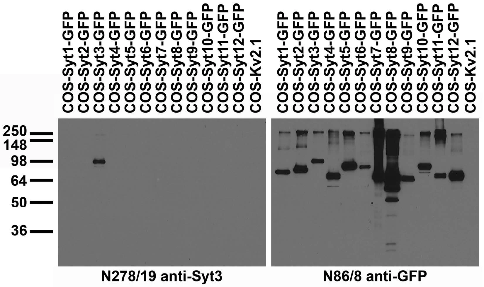 Anti-Synaptotagmin-3 Antibody