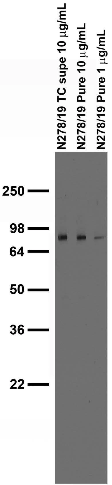 Anti-Synaptotagmin-3 Antibody - Image 2