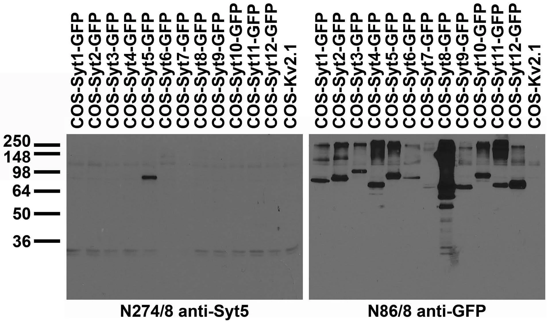Anti-Synaptotagmin-5 Antibody