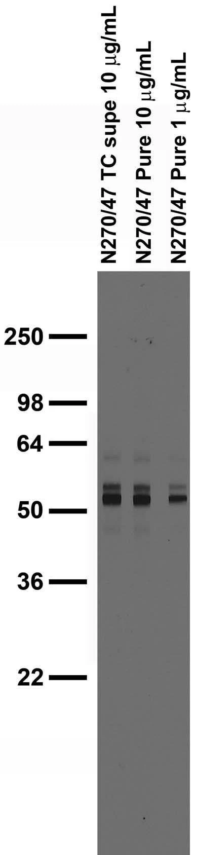 Anti-Synaptotagmin-6 Antibody