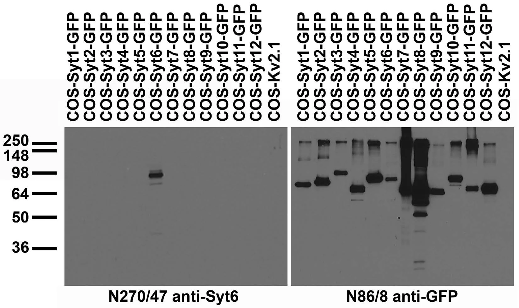 Anti-Synaptotagmin-6 Antibody - Image 2