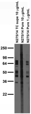 Anti-Synaptotagmin-7 Antibody - Image 2