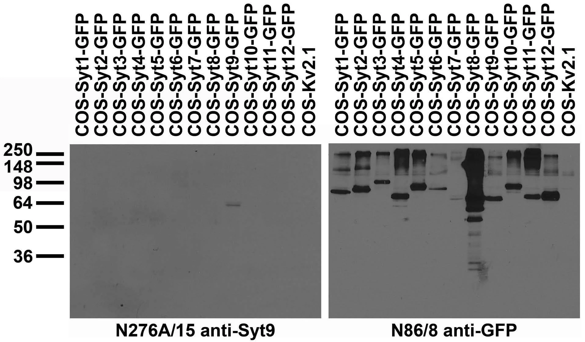 Anti-Synaptotagmin-9 Antibody