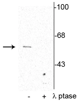 Anti-Synaptotagmin (Ser309) Antibody - Image 2