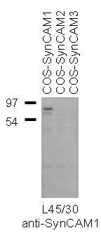 Anti-SynCAM1 Antibody - Image 2