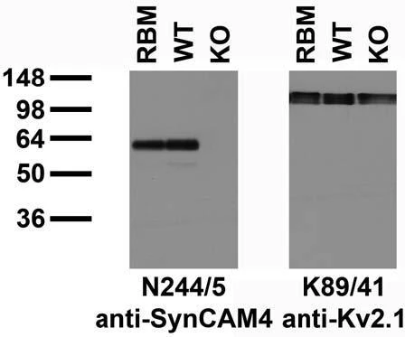 Anti-SynCAM4 Antibody - Image 2