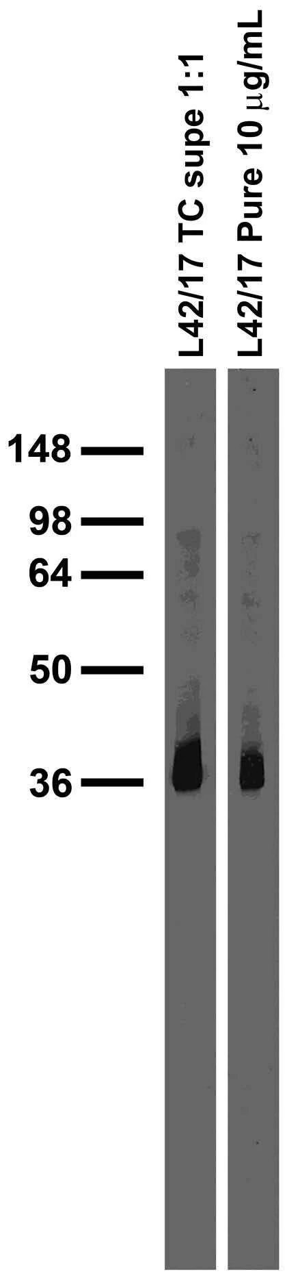 Anti-SynDIG1/Tmem90b Antibody