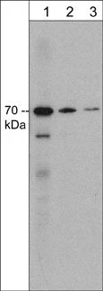 Anti-Syntaphilin (N-terminal region) Antibody