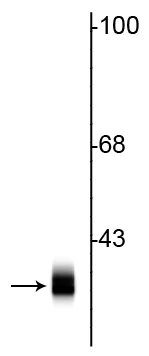 Anti-Syntaxin Antibody