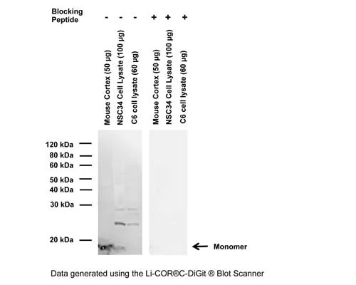 Anti-Synuclein, pan Antibody