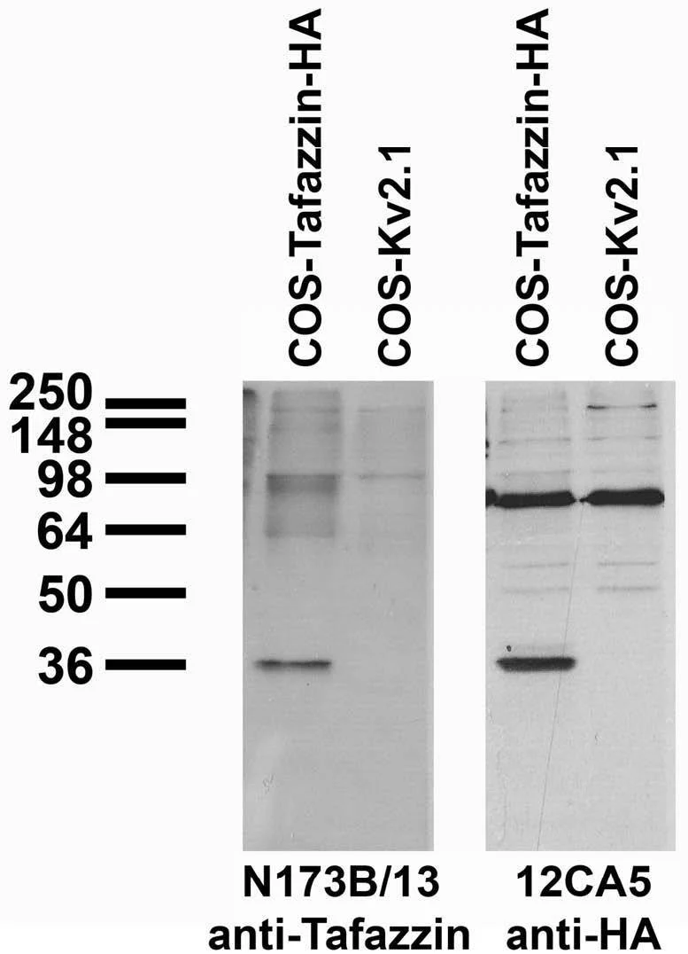 Anti-Tafazzin Antibody