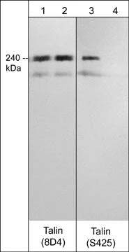 Anti-Talin (Rod domain) Antibody