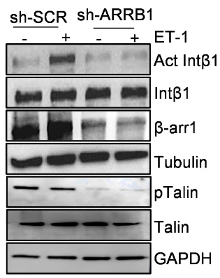 Anti-Talin (Ser-425), Phosphospecific Antibody - Image 3