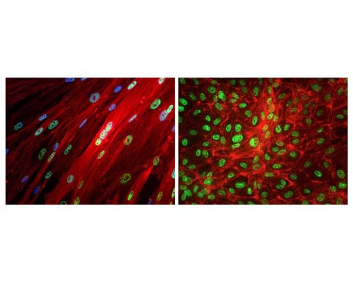 Anti-TAR DNA-binding protein 43 (TDP-43) Antibody - Image 3