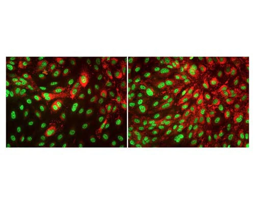 Anti-TAR DNA-binding protein 43 (TDP-43) Antibody - Image 4