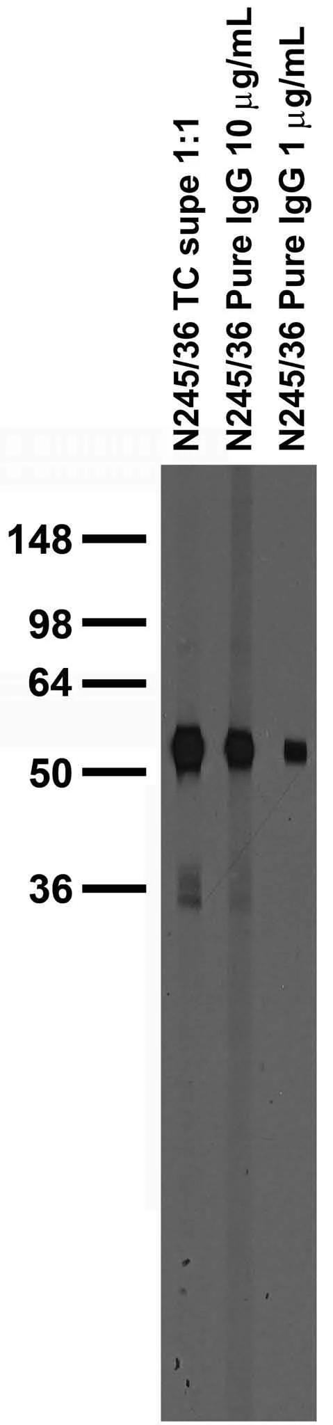 Anti-TARPGamma2/4/8 Antibody