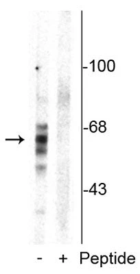 Anti-Tau (Ser416) Antibody