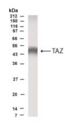 Anti-TAZ Antibody