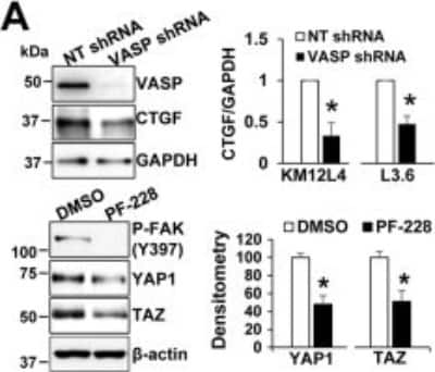 Anti-TAZ Antibody - Image 2