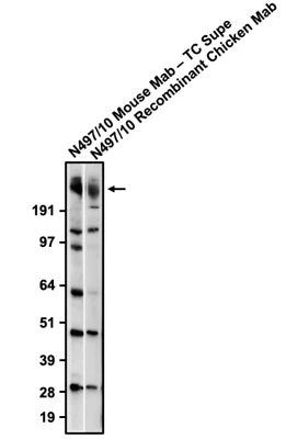 Anti-Teneurin-3 Recombinant Chicken Chimeric mAb - Image 2