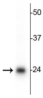 Anti-TFAM (Transcription Factor A, mitochondrial) Antibody