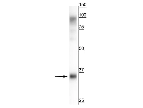 Anti-TGN38/46
