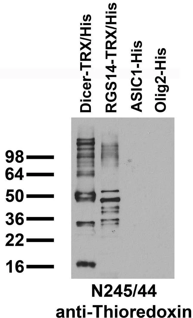 Anti-Thioredoxin Antibody