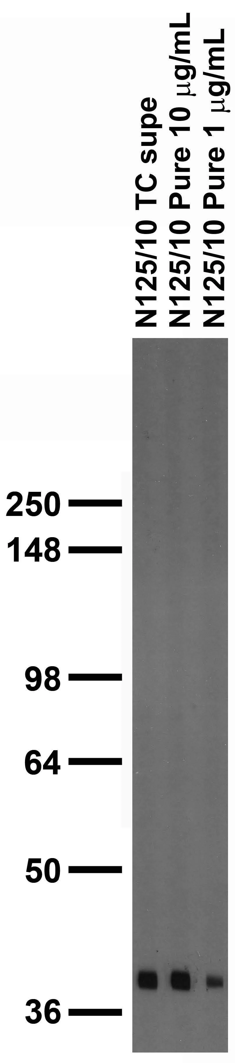 Anti-Thorase/Atad1 Antibody - Image 3