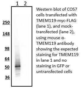Anti-TMEM119 Antibody - Image 2