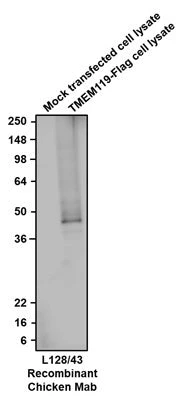 Anti-TMEM119 Recombinant Chicken Chimeric mAb - Image 3