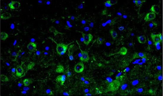 Anti-TMEM119 Recombinant Chicken Chimeric mAb - Image 4