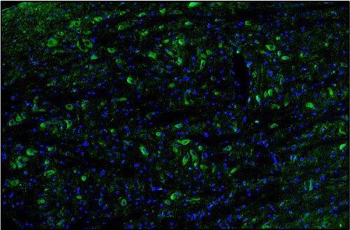 Anti-TMEM119 Recombinant Chicken Chimeric mAb - Image 5