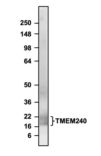 Anti-TMEM240 Recombinant Chicken Chimeric mAb - Image 2