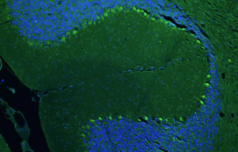 Anti-TMEM240 Recombinant Chicken Chimeric mAb - Image 3