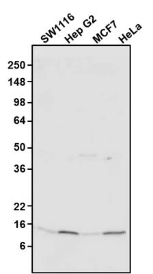 Anti-TOMM20 Antibody - Image 2