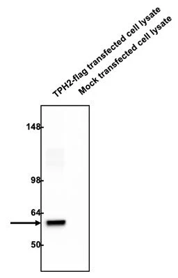 Anti-TPH2 Antibody - Image 2