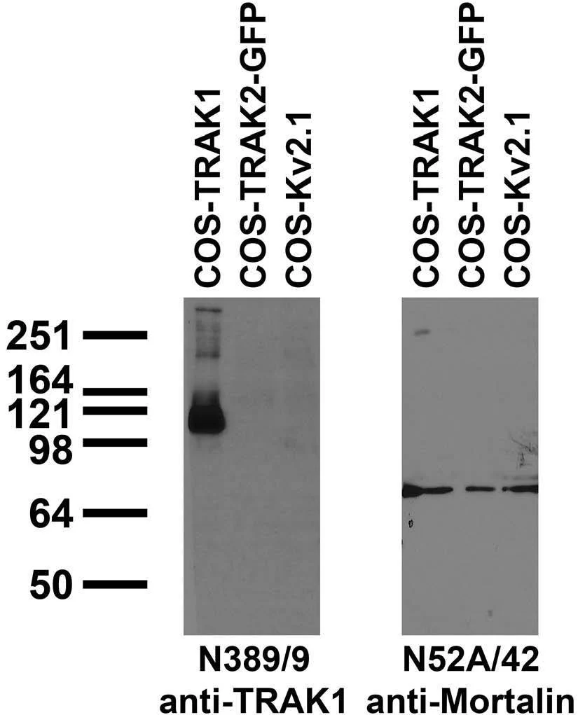 Anti-TRAK1 Antibody - Image 2