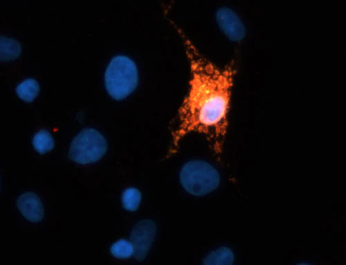 Anti-TREM2 Antibody - Image 2