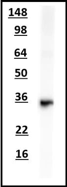 Anti-TREM2 Antibody - Image 2