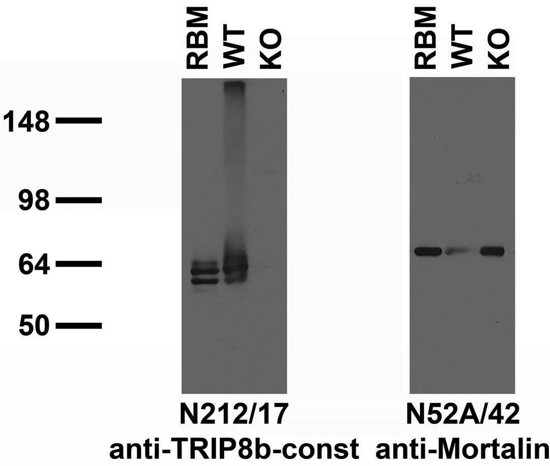 Anti-TRIP8b (Constant) Antibody