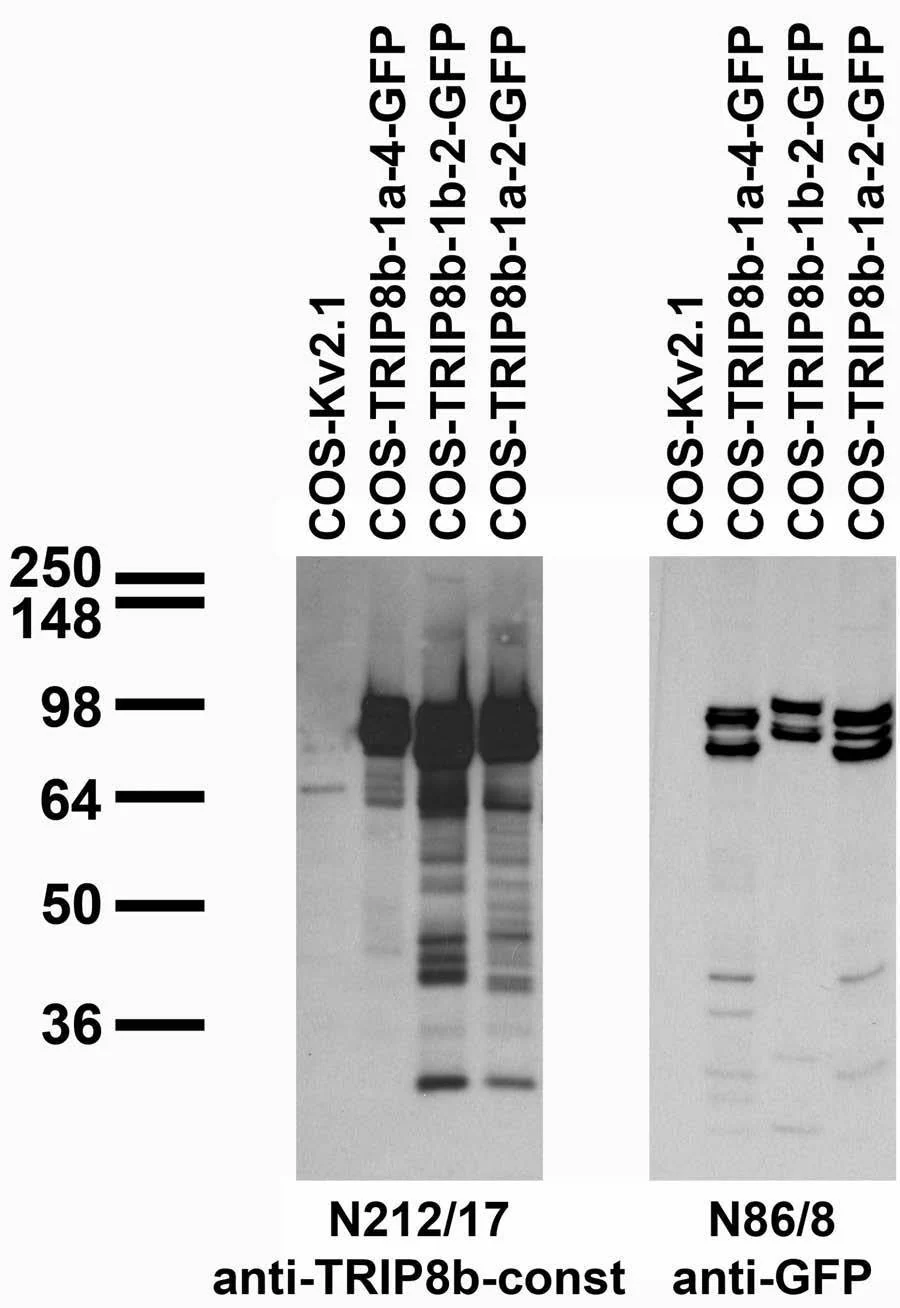 Anti-TRIP8b (Constant) Antibody - Image 3